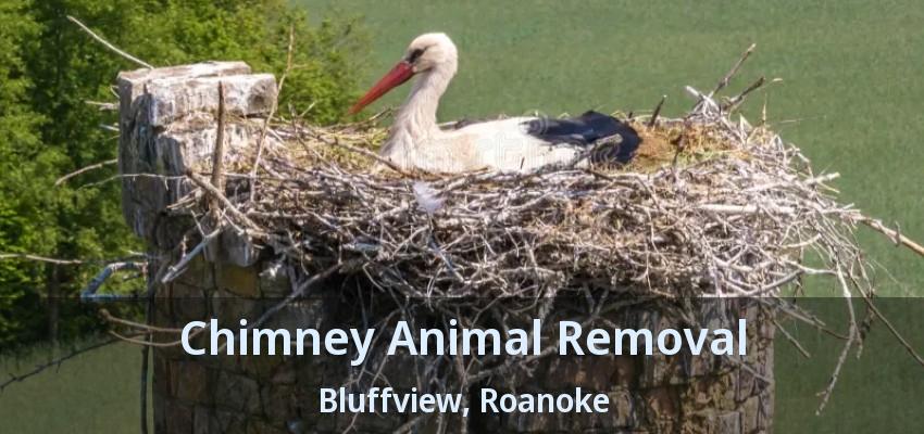 Chimney Animal Removal Bluffview, Roanoke - TX