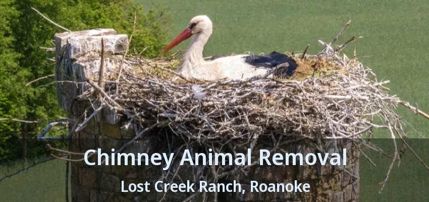 Chimney Animal Removal Lost Creek Ranch, Roanoke - TX