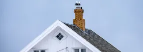 Chimney Nest Removal Roanoke